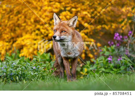 Close up of a red fox against colorful background in summer 85708451