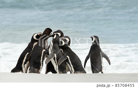 Group of Magellanic Penguins gathered on a sandy beach on a sunny summer day 85708455