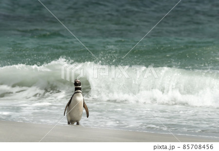 Magellanic penguin standing on a sandy beach against large waves 85708456