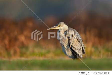 Close-up of a grey heron standing by a pond 85708464