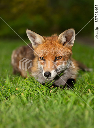 Close up of a cute Red fox lying on green grass 85708465