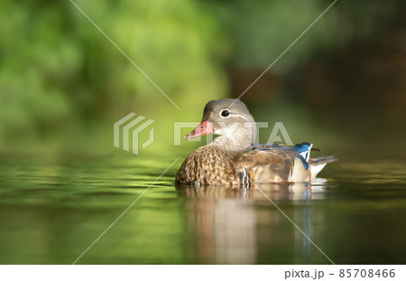Female Mandarin duck swimming in the pond on a sunny summer day Female Mandarin duck swimming in the pond on a sunny summer day 85708466