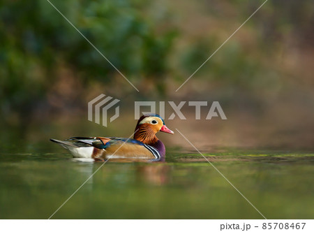 Male Mandarin duck swimming in the pond on a sunny summer day 85708467