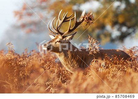 Portrait of a red deer stag in autumn Portrait of a red deer stag in autumn 85708469