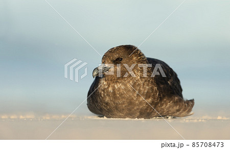 Close up of a Falkland skua on a sandy coast by Atlantic ocean 85708473