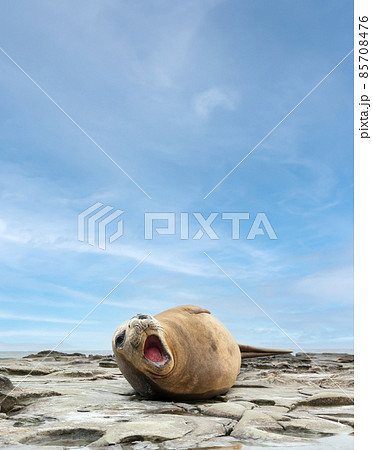 Southern elephant seal roaring while lying on a rocky coast Southern elephant seal roaring while lying on a rocky coast 85708476