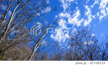 冬景色・枯れた木々と快晴の空 85709220