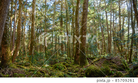 神秘的な森の中・青木ヶ原樹海の木々 神秘的な森の中・青木ヶ原樹海の木々 85709261