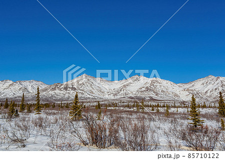 Afternoon landscape in Denali National Park and Preserve 85710122