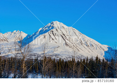 Afternoon landscape in Denali National Park and Preserve 85710160