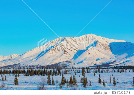 Afternoon landscape in Denali National Park and Preserve 85710173
