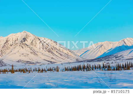 Afternoon landscape in Denali National Park and Preserve 85710175