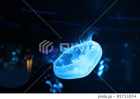 水族館の光のあたる水槽の中のクラゲの浮かぶ風景 水族館の光のあたる水槽の中のクラゲの浮かぶ風景 85711054