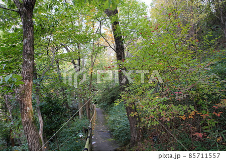 コバノガマズミの実 85711557