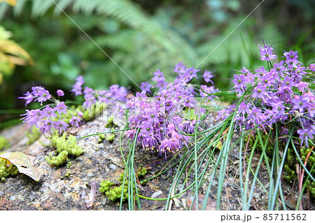キイイトラッキョウの花 キイイトラッキョウの花 85711562