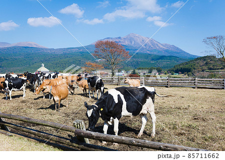 牧場から見る霧島連山と牛　高千穂峰 85711662