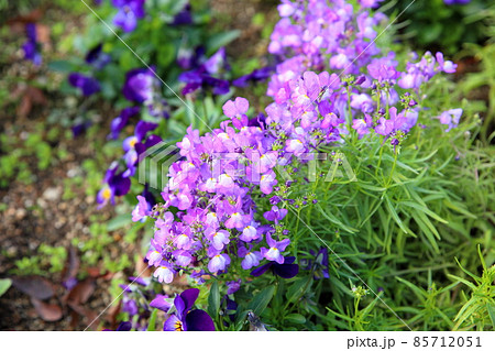 リナリアの花 リナリアの花 85712051