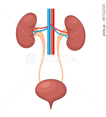 Urinary system anatomy. Incontinence biology infection uti, ureter kidney bladder vector diagram 85712225