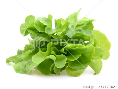 Green oak lettuce leaves isolated on white background 85712362