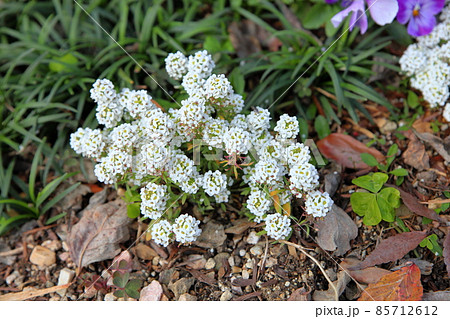 アリッサムの花 アリッサムの花 85712612