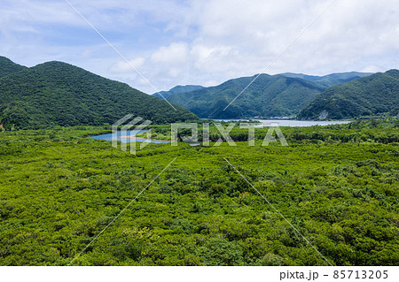 奄美大島　マングローブ 85713205