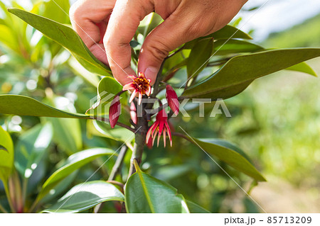 奄美大島のオヒルギの花 85713209