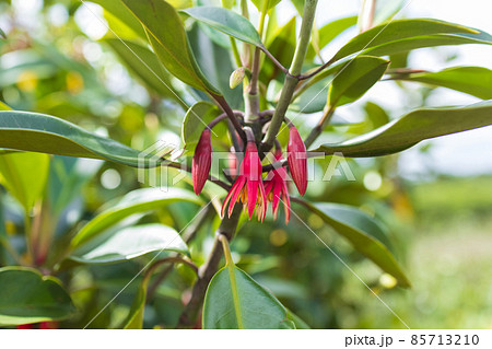 奄美大島のオヒルギの花 85713210