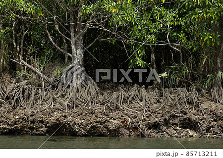 奄美大島 マングローブ 奄美大島 マングローブ 85713211