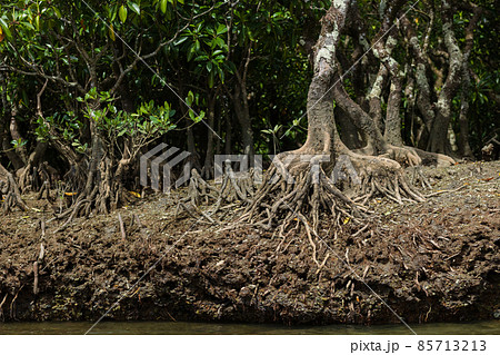 奄美大島　マングローブ 85713213