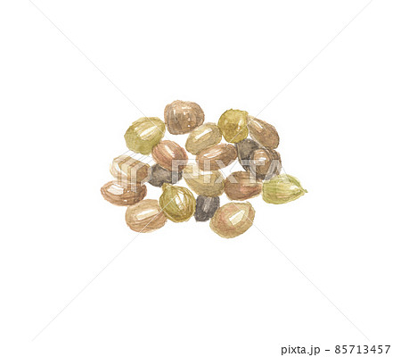 塩麩子 エンブシ 塩麩子 エンブシ 85713457