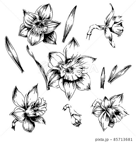 スイセンの手描き線画イラストセット 85713681
