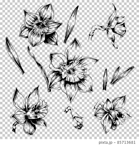 スイセンの手描き線画イラストセット 85713681