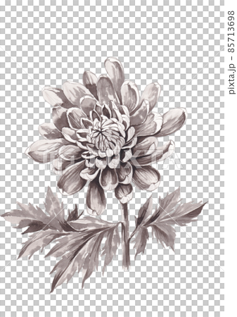 菊の手描き墨絵 水墨画 85713698