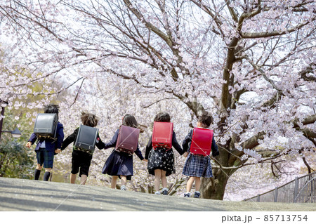 桜の咲く公園を歩く新一年生の後ろ姿 桜の咲く公園を歩く新一年生の後ろ姿 85713754