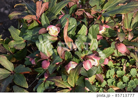 ヘレボルス ヘレボルス 85713777