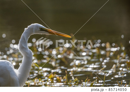 ダイサギが 85714050