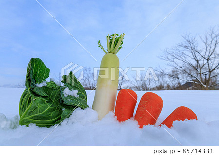 雪下野菜 雪中保存 イメージ 雪下野菜 雪中保存 イメージ 85714331