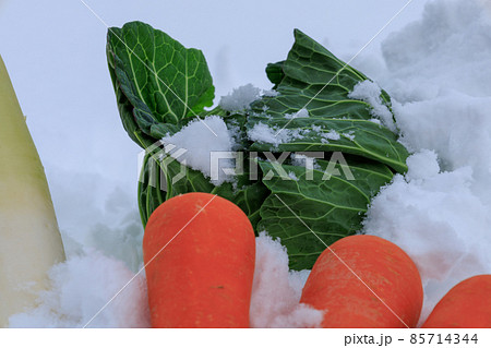 雪下野菜　雪中保存　イメージ 85714344