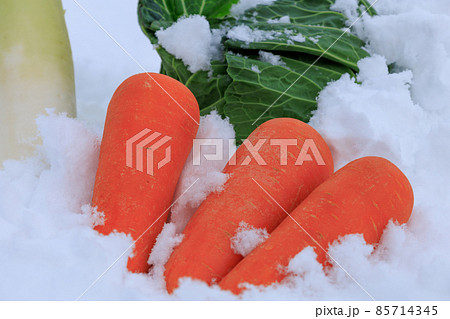 雪下野菜　雪中保存　イメージ 85714345