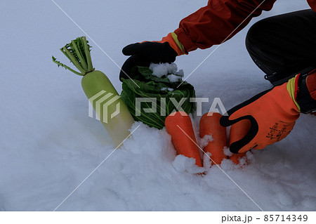 雪下野菜 雪中保存 イメージ 雪下野菜 雪中保存 イメージ 85714349