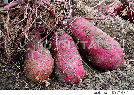 Harvesting sweet potatoes with vine on ground in garden. 85714379