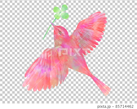 赤い鳥と四つ葉のクローバー 水彩画風 手書き風 赤い鳥と四つ葉のクローバー 水彩画風 手書き風 85714462