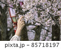 満開の桜の木に触れようとする女の子の手 85718197