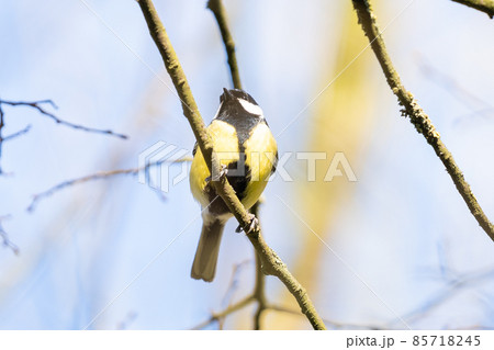 Little yellow bird in the summer 85718245