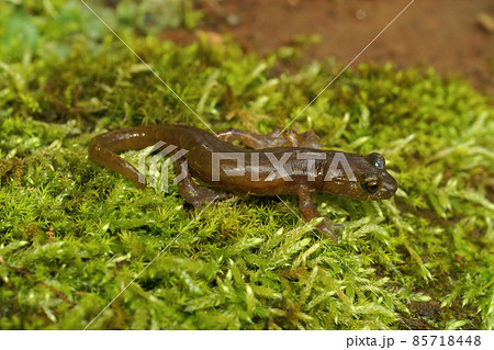 Closeup on a subadutl of the endangered limestone salamanderendangered , Hydromantes brunus from Merced River, California Closeup on a subadutl of the endangered limestone salamanderendangered , Hydromantes brunus from Merced River, California 85718448