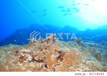 イソマグロの回遊 85718583