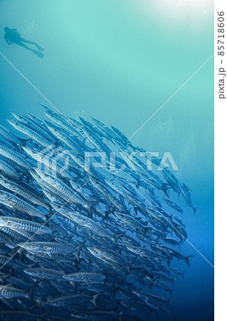 魚群 85718606