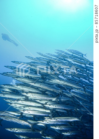 魚群 魚群 85718607