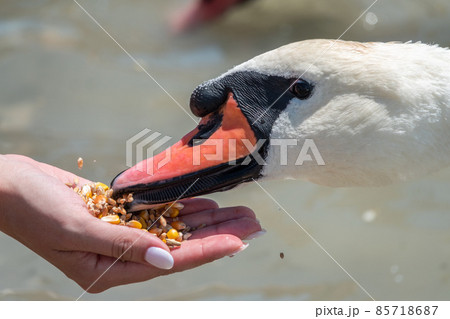 Girl feeding a mute swan in a lake from hand. Girl feeding a mute swan in a lake from hand. 85718687