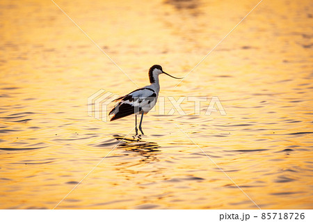Water bird pied avocet, Recurvirostra avosetta, standing in the water in orange sunset light. The pied avocet is a large black and white wader with long, upturned beak 85718726